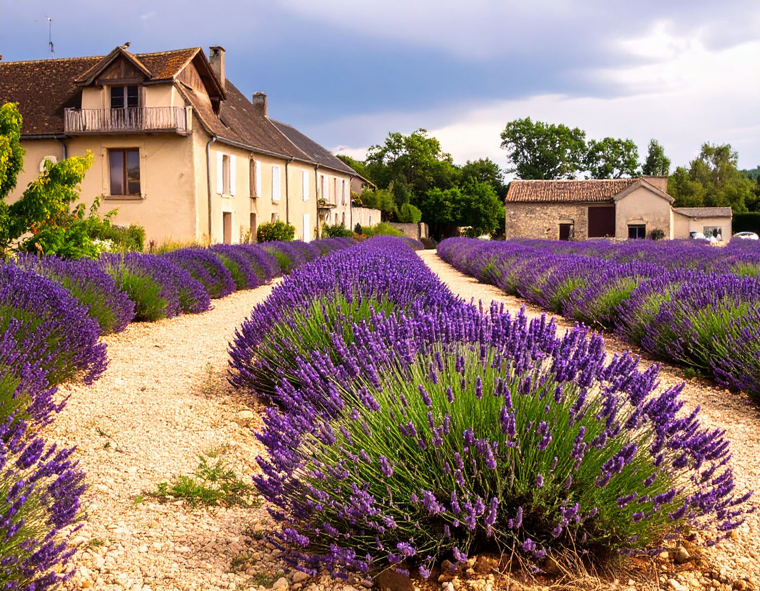 Rows of purple lavender in a field leading up to a traditional farmhouse in Grasse, France, representing the source of perfume ingredients.